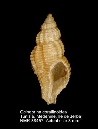 Ocinebrina corallinoides.jpg - Ocinebrina corallinoidesPallary,1912